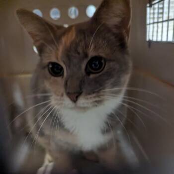 Perentie -  Domestic Short Hair Cat for Adoption in Charlottesville, Virginia - Perentie | PetCurious