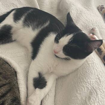 Rescue Tuxedo Cats for Adoption in Dallas, Texas - Dolly (AKA Mr. Darcy) | PetCurious