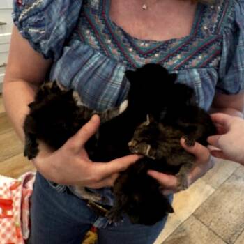 Domestic Short Hair Cats Available for Adoption in Long Beach, California - Skiploom | PetCurious