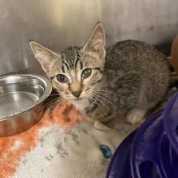 Butterscotch -  Domestic Short Hair Cat for Adoption in Chehalis, Washington - Butterscotch | PetCurious