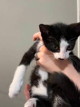 Edward -  Domestic Short Hair Cat for Adoption in Enfield, Connecticut - Edward | PetCurious