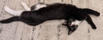 Rescue Domestic Short Hair Cats for Adoption in Mendham Township, New Jersey - Goyo - In Foster Care And Super Sweet | PetCurious