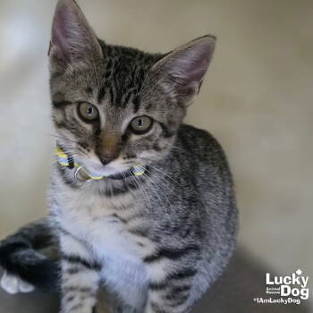 Rescue Domestic Short Hair and Tabby Cats for Adoption in Washington, District Of Columbia - Sweet Garlic | PetCurious