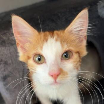 Sorbet -  Domestic Medium Hair Cat for Adoption in Kennebunk, Maine - Sorbet | PetCurious