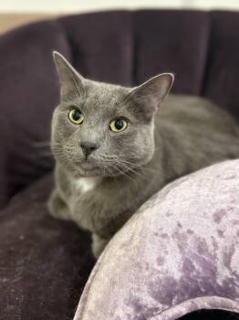 Rescue Domestic Short Hair and Chartreux Cats for Adoption in Los Angeles, California - Christian Gray | PetCurious