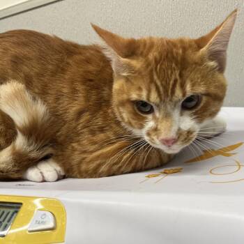 Domestic Short Hair Cats Available for Adoption - Cheddar | PetCurious