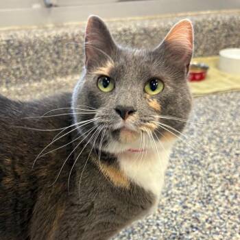 Domestic Short Hair Cats Available for Adoption - Mayla | PetCurious