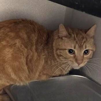 TIGER-BARN CAT -  Domestic Short Hair Cat for Adoption in Aurora, Colorado - TIGER-BARN CAT | PetCurious
