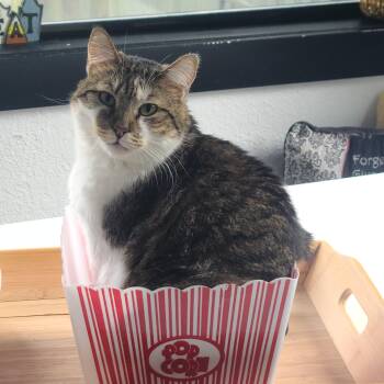 Tabby Cats Available for Adoption in Mission Viejo, California - KITKAT NWC | PetCurious