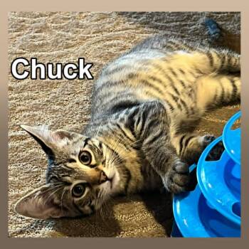 Rescue Tabby Cats for Adoption in Lenexa, Kansas - Chuck | PetCurious