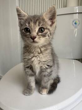 Domestic Short Hair Cats Available for Adoption in Virginia Beach, Virginia - Nevada 