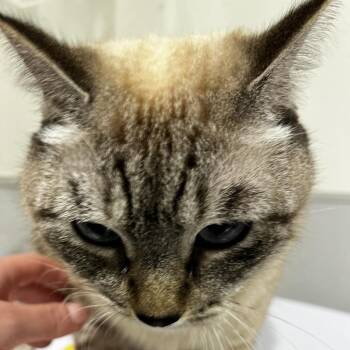 Domestic Long Hair Cats Available for Adoption - Snowy | PetCurious