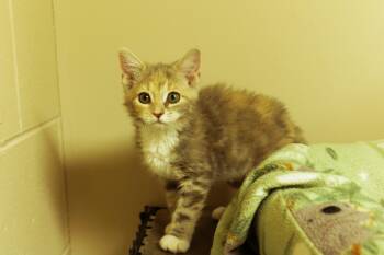 Cleo -  Dilute Tortoiseshell Cat for Adoption in Urbana, Ohio - Cleo | PetCurious
