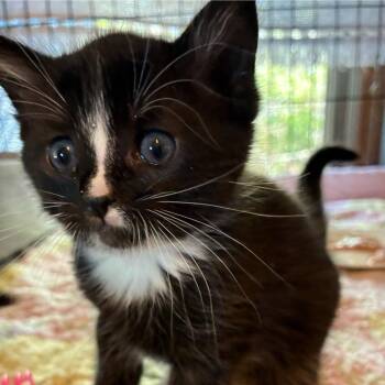 Domestic Short Hair Cats Available for Adoption in Blairsville, Georgia - Lightening | PetCurious