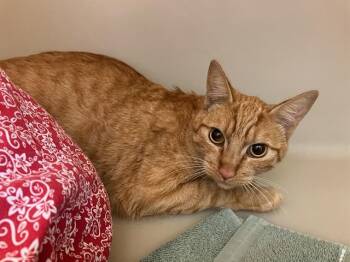 Rescue Domestic Short Hair Cats for Adoption in Santa Cruz, California - GINGEROOT* | PetCurious