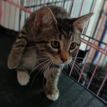 Ivy -  Domestic Short Hair Cat for Adoption - Ivy | PetCurious