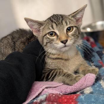 Lovey -  Domestic Short Hair Cat for Adoption in Pittsburgh, Pennsylvania - Lovey | PetCurious