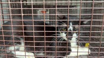 A657973 -  Domestic Short Hair Cat for Adoption in Houston, Texas - A657973 | PetCurious
