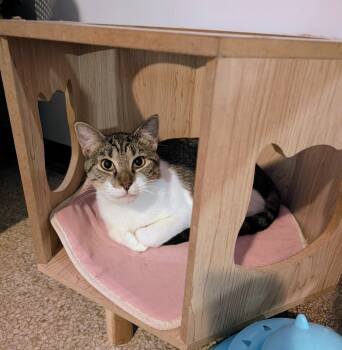 Irina -  Domestic Short Hair Cat for Adoption in Pearland, Texas - Irina | PetCurious