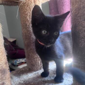 Mars -  Domestic Short Hair Cat for Adoption in Santa Rosa, California - Mars | PetCurious