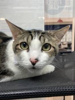 Rescue Domestic Short Hair Cats for Adoption in Houston, Texas - Missouri | PetCurious
