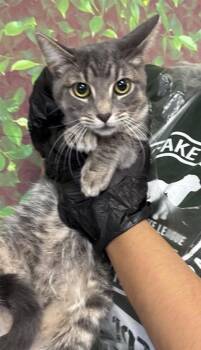Rescue Domestic Short Hair Cats for Adoption in San Antonio, Texas - Laverne | PetCurious