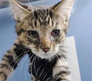 FERDINAND -  Domestic Short Hair Cat for Adoption in San Bernardino, California - FERDINAND | PetCurious