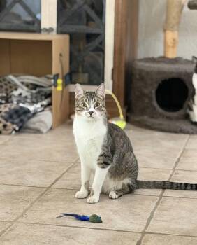 American Shorthair Cats Available for Adoption in Phoenix, Arizona - Snoop (Bonded With Buster) | PetCurious