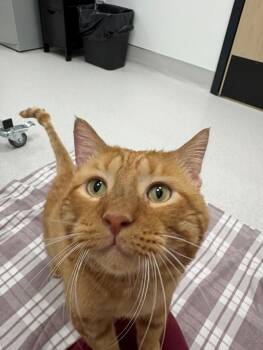 Ricardio -  Domestic Short Hair Cat for Adoption in Hillsboro, Missouri - Ricardio | PetCurious