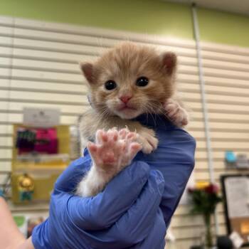 Taco -  Domestic Short Hair Cat for Adoption in Lynchburg, Virginia - Taco | PetCurious