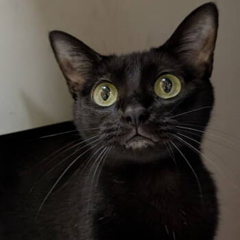 Rescue Domestic Short Hair Cats for Adoption in Rowlett, Texas - Widow | PetCurious