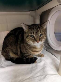Meatball 1 (Prue) -  Domestic Medium Hair and Domestic Short Hair Cat for Adoption in Montreal, Quebec - Meatball 1 (Prue) | PetCurious