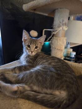 Paul -  Domestic Short Hair Cat for Adoption in Glendale, Arizona - Paul | PetCurious