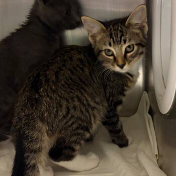 Mercury -  Domestic Short Hair Cat for Adoption in Nashville, Tennessee - Mercury | PetCurious