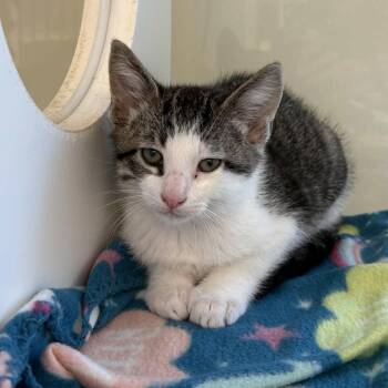 Domestic Short Hair Cats Available for Adoption in Beaumont, Texas - Beetle | PetCurious