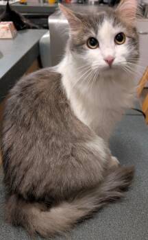 Possum -  Domestic Short Hair Cat for Adoption in Pasco, Washington - Possum | PetCurious