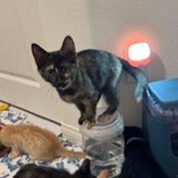 Aurora -  Domestic Short Hair Cat for Adoption in Las Vegas, Nevada - Aurora | PetCurious