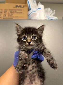 Rescue Domestic Short Hair Cats for Adoption in Ontario, California - TABITHA | PetCurious