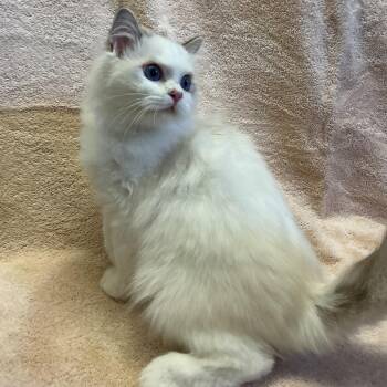 IVHS-Stray-139610 -  Ragdoll Cat for Adoption in San Gabriel, California - IVHS-Stray-139610 | PetCurious