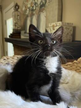 Revere -  Domestic Short Hair Cat for Adoption in Virginia Beach, Virginia - Revere | PetCurious