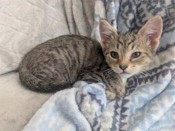 STUCKEY -  Domestic Short Hair Cat for Adoption in Charlotte, North Carolina - STUCKEY | PetCurious