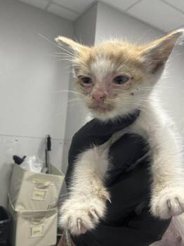 Lilo -  Domestic Short Hair Cat for Adoption in Sevierville, Tennessee - Lilo | PetCurious