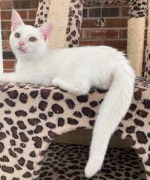 KITTEN LUCIA -  Domestic Short Hair Cat for Adoption in Franklin, Tennessee - KITTEN LUCIA | PetCurious