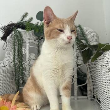 Condor El 56228 -  Domestic Short Hair Cat for Adoption in Eaton Rapids, Michigan - Condor El 56228 | PetCurious