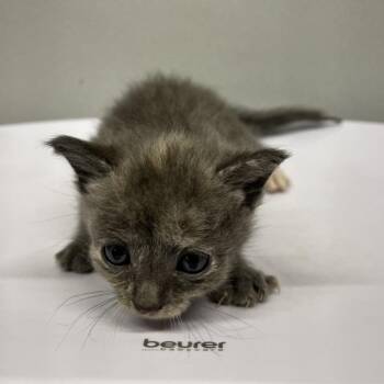 Chanel -  Domestic Short Hair Cat for Adoption in Tampa, Florida - Chanel | PetCurious