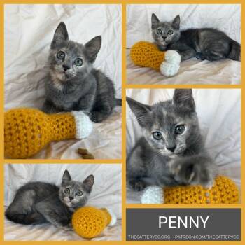 Rescue Domestic Short Hair Cats for Adoption in Corpus Christi, Texas - Penny | PetCurious