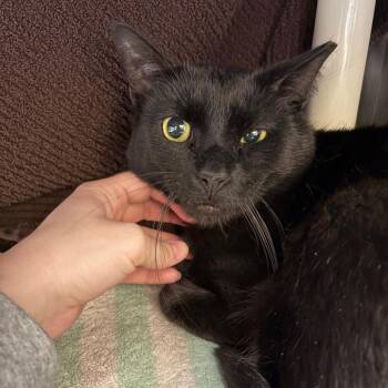 Domestic Short Hair Cats Available for Adoption - Koda | PetCurious