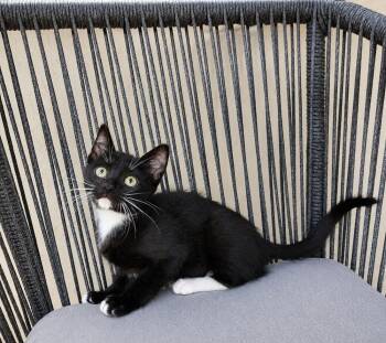 Pitch Black -  Domestic Short Hair Cat for Adoption in Homer Glen, Illinois - Pitch Black | PetCurious