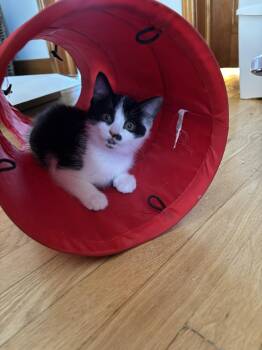 Rescue Domestic Short Hair Cats for Adoption in Sainte-angèle-de-monnoir, Quebec - Safran FA/FF ID 10554 | PetCurious