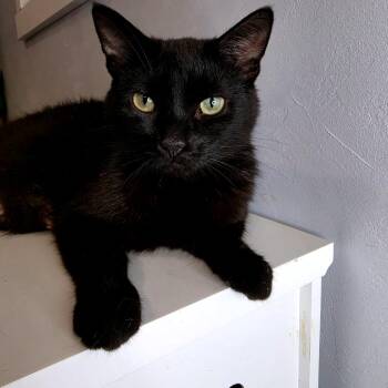 Shadow -  Domestic Short Hair Cat for Adoption in Green Bay, Wisconsin - Shadow | PetCurious